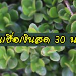 สินเชื่อเงินสด 30 นาที