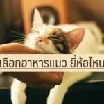 อาหารแมว ยี่ห้อไหนดี 2020