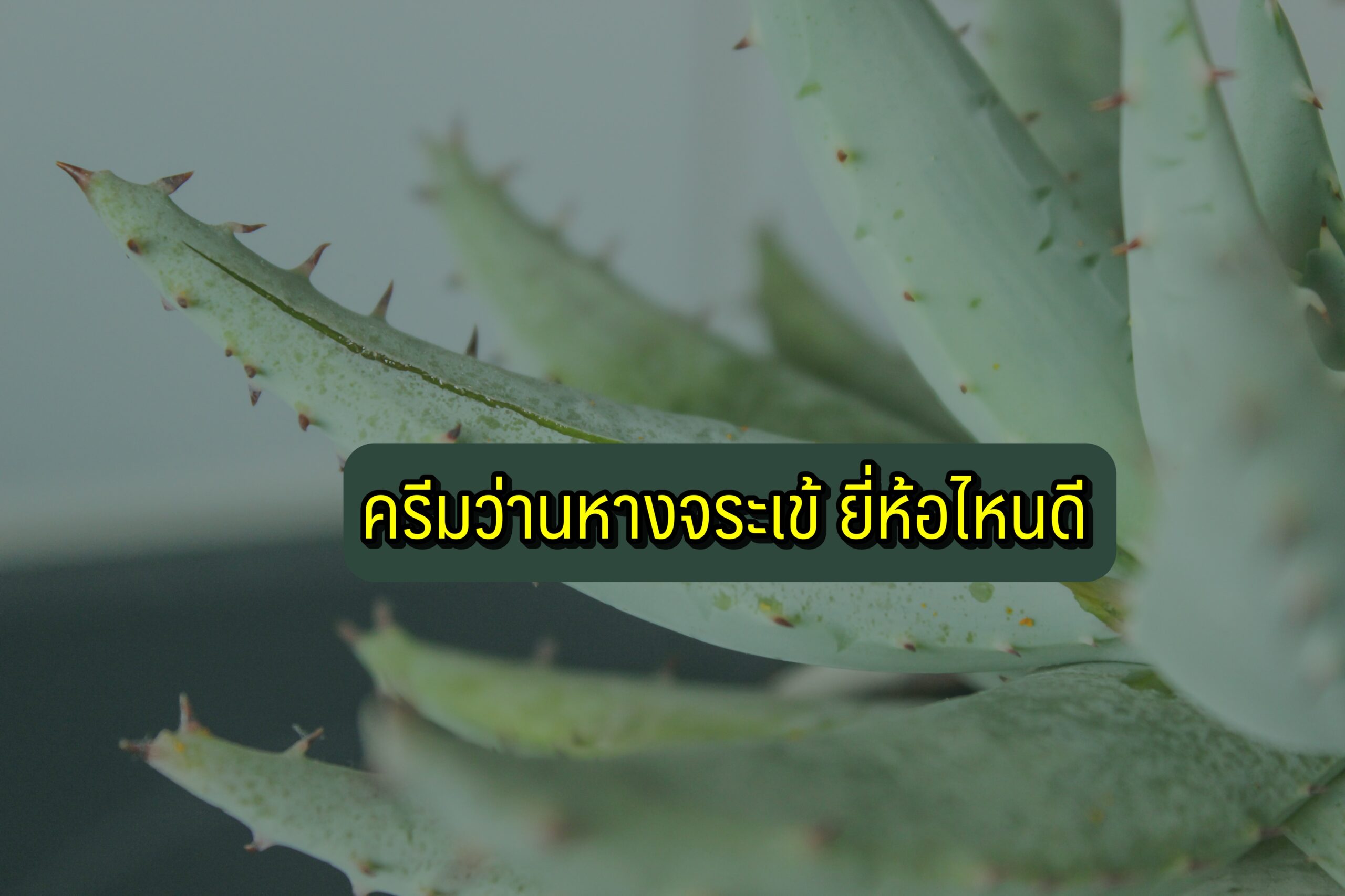 ครีมว่านหางจระเข้ ยี่ห้อไหนดี