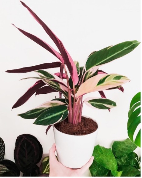 ไม้ด่างราคาถูก 2022 : พญาคล้าทอง (Calathea Triostar)