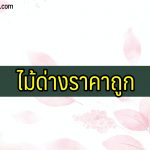 ไม้ด่างราคาถูก 2021