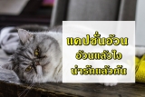 30 แคปชั่นอ้วน แคปชั่นคนอ้วน 2023