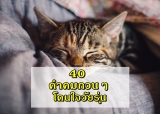 40 คำคมกวนๆ ฮาๆ 2023
