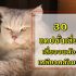 20 แคปชั่นพระอาทิตย์ตก 2024
