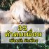 ยืมเงินทรูวอเลท (True Wallet) 2567 : 200/300/500 บาท