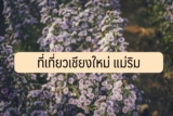 ที่เที่ยวเชียงใหม่ แม่ริม 2024