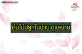 7 ต้นไม้ปลูกในบ้าน ดูแลง่าย ไม่มีแดด 2567