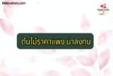 ต้นไม้ราคาหลักแสน หลักล้าน ราคาแพง น่าปลูก น่าลงทุน เป็นอาชีพเสริม