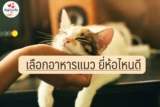 11 อาหารแมว ยี่ห้อไหนดี 2024