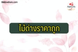 12 ไม้ด่างราคาถูก 2022 ไม้ด่างราคาไม่แพง 2565