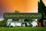 ต้นไม้มงคลปลูกหน้าบ้านทนแดด ปลูกแล้วรวย 2021