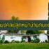 7 ต้นไม้มงคลปลูกแล้วรวย 2022