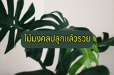 7 ต้นไม้มงคลปลูกแล้วรวย 2022